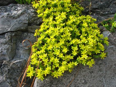 Macro Landscpe