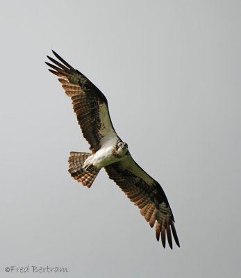 Osprey