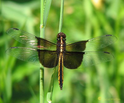 Widow Skimmer Dragonfly