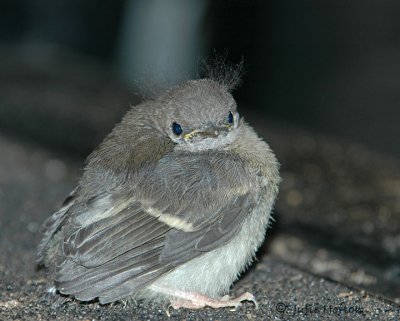 American Redstart Youngster, Raquette Lake