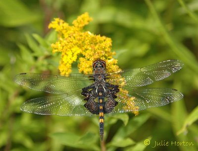 Black Saddlebags