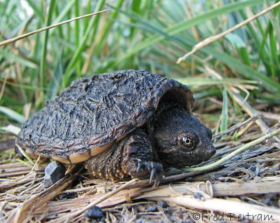 Lil' Snapper