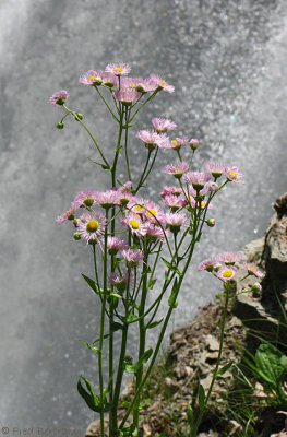 Falls & Flowers