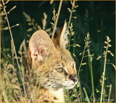 Serval in Grass