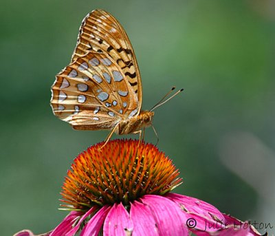 Great Spangled Fritillary