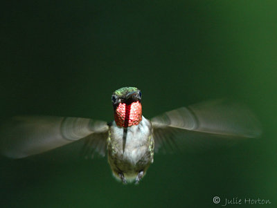 Ruby-throated Hummingbird Hover