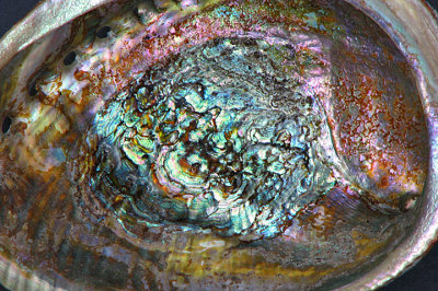 Abalone Shell