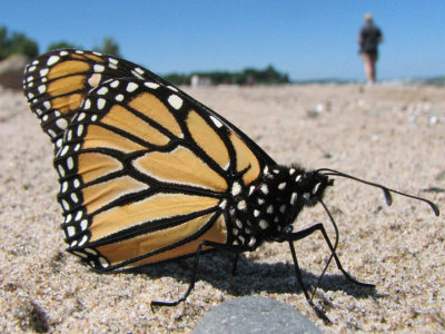 Beachcombing Butterfly