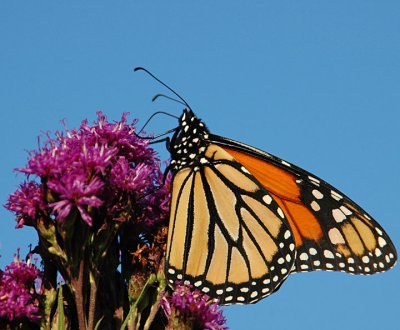 Monarch at Sterling