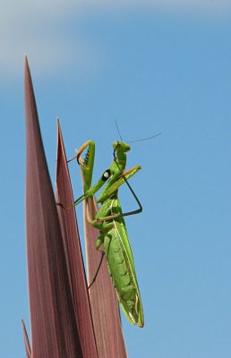 Praying Mantis