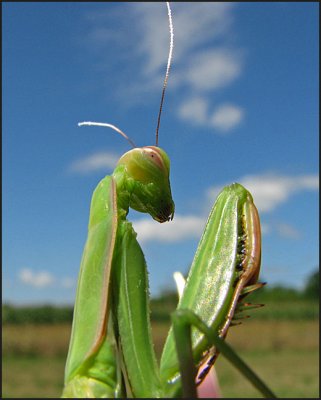 Praying Mantis