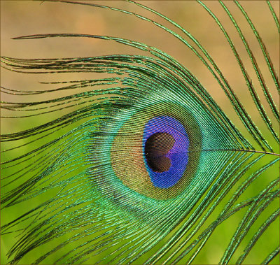 Peacock Sparkle