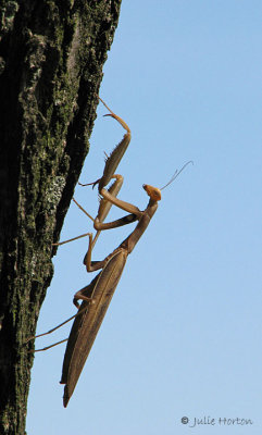 Mantis Climb