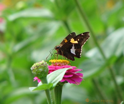 Silver Spotted Skipper