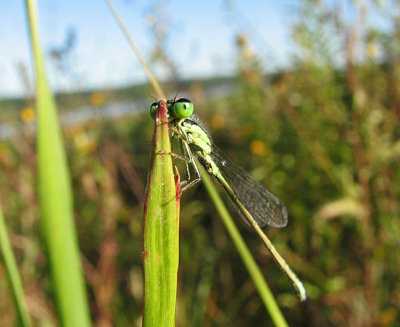 Eastern Forktail