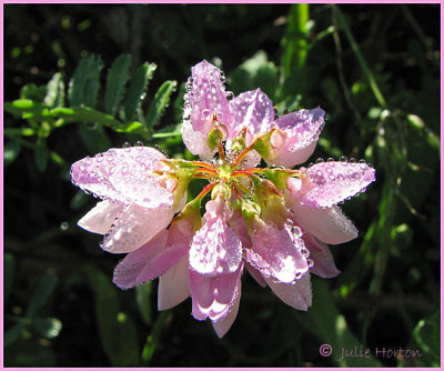 Petals of Dew