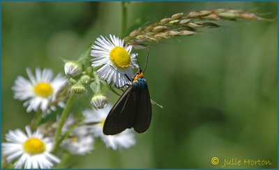 Nature's Jewels