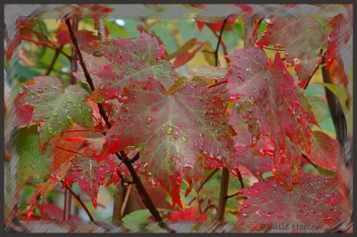 Fall Leaves