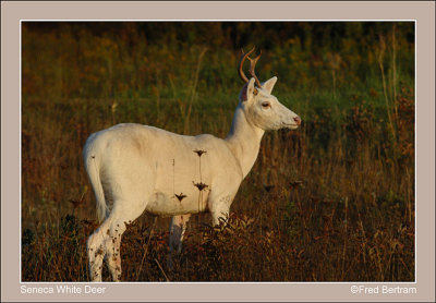 Seneca White Deer