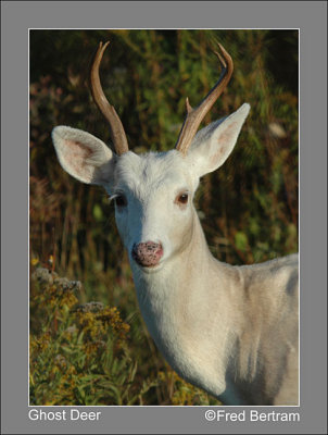 Seneca Ghost Deer