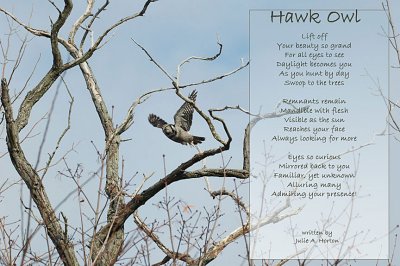 Hawk Owl Poem