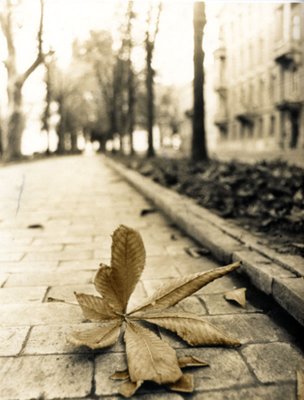 A boulevard leaf