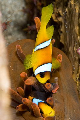 Anemone fish