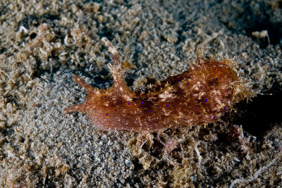 Sea Hare