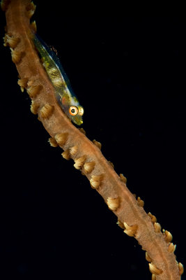 Gobby on a wire coral