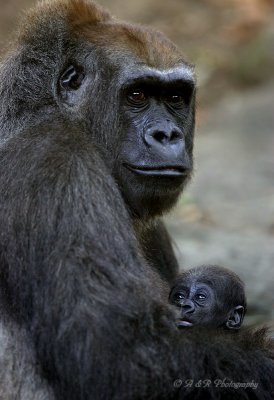 Gorilla and baby dic.jpg
