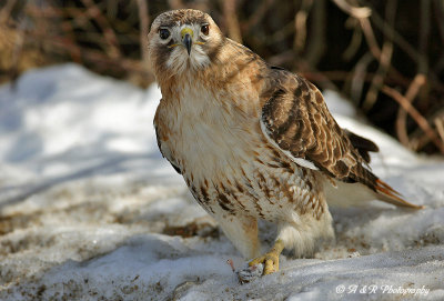 Redtail with mouse.jpg