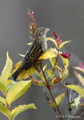 female sparrow pb.jpg