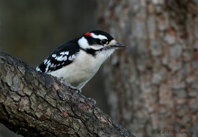 Downy woodpecker pb.jpg
