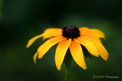 black eyed susan pb.jpg