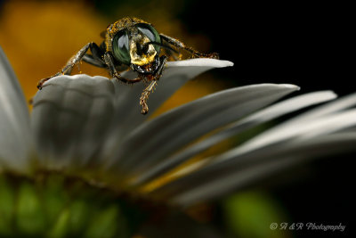 bee fly 3 pb.jpg