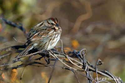 sparrow pb.jpg