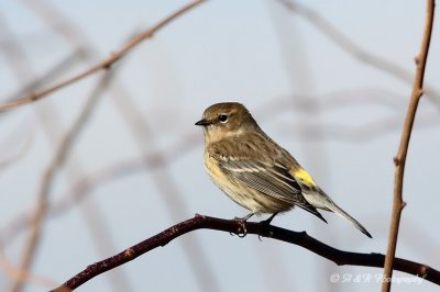 Yellow rumped warbler pb.jpg