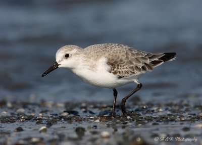 Sanderling 3 pb.jpg