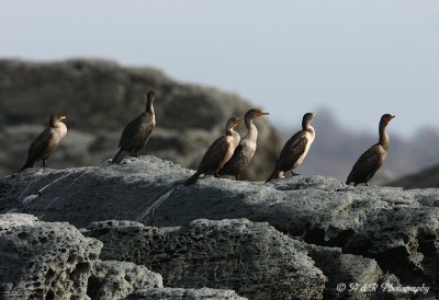 cormorants pb.jpg