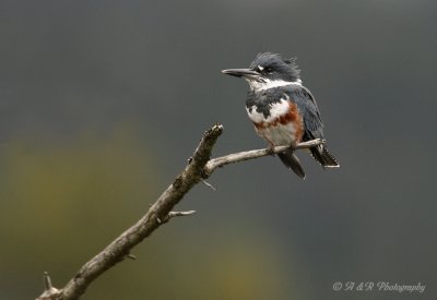 Belted Kingfisher 2 pb.jpg