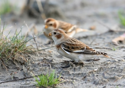 Snow buntings pb.jpg