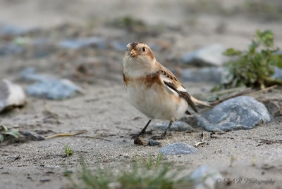 Snow Bunting 5 pb.jpg