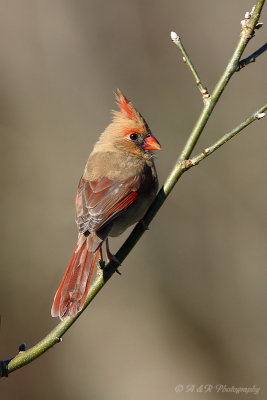 Cardinal pb.jpg