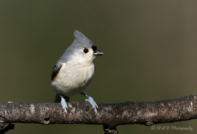 Tufted Titmouse pb.jpg