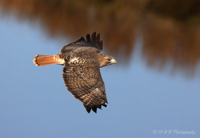 Red Tail Hawk 2 pb.jpg