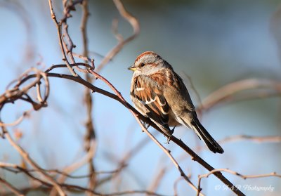 American Tree Sparrow pb.jpg