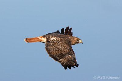 Red Tail Hawk 6 pb.jpg