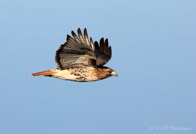 Red Tail Hawk 5 pb.jpg