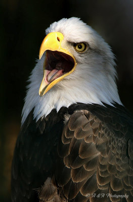Captive Eagle pb.jpg