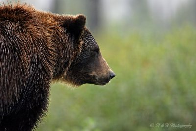 Grizzly Bear pb.jpg